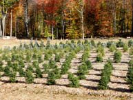 New Growing Field
